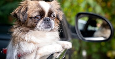 Названы лучшие автомобили для владельцев собак