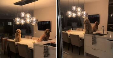 Жінка стежила за собаками, йдучи з дому: вона досі не може повірити у те, що побачила