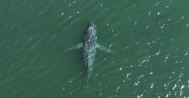 Несамовите видовище: люди помітили величезного горбатого кита без хвоста (фото)