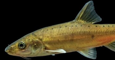 У Китаї виявлено невідому рибу: вона все ще еволюціонує, щоб жити під землею (фото)