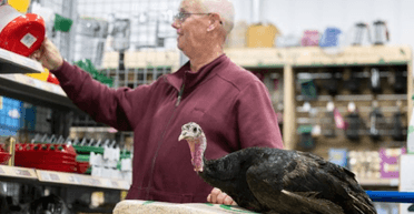 "Вона мені як дитина": чоловік спить з індичкою і бере з собою в магазини та паби (фото)