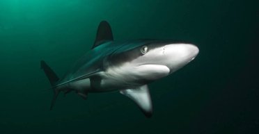 Самые безобидные акулы в мире впервые в истории съели пловца: что сделало их агрессивными
