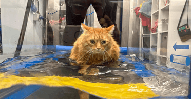 Дієта не допомагала: ветеринари допомогли коту схуднути незвичайним способом (фото)