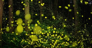 Інопланетні цивілізації можуть спілкуватися як світлячки у всіх на очах, вважають учені