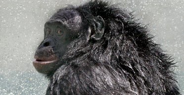 Воображаемые друзья есть не только у людей: шимпанзе впервые устроил сказочное чаепитие (видео)