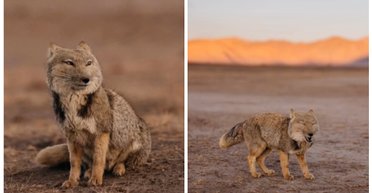 Милейшая улыбка с высокогорья: фотограф показал редкие кадры тибетской лисы (видео)