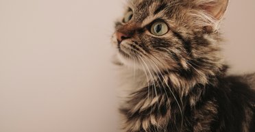 Ученые провели новое исследование о котах: что они выяснили о домашних любимцах