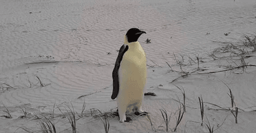 Удивил серфингистов Австралии: императорский пингвин установил мировой рекорд