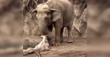 Слон-альтруист не смог пройти мимо чужой беды: он вытянул из воды утопающую газель (видео)