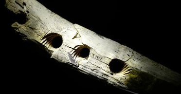 Артефакт з бивня мамонта виявився не прикрасою, а "просунутим" інструментом: що це таке