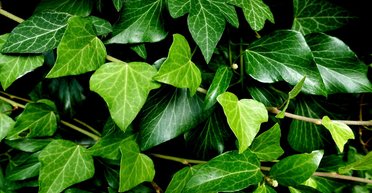 Свята Трійця 8 червня 2025 року: історія та традиції Зеленої неділі