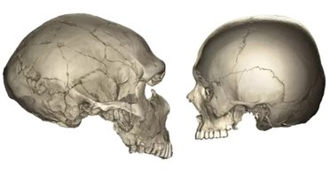 Чому у сучасних людей обличчя менші, ніж у неандертальців і шимпанзе