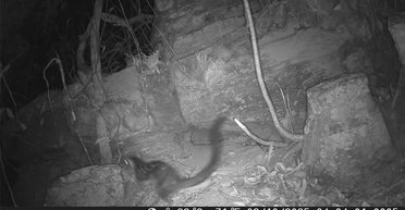 Их не видели 80 лет: в австралийском заповеднике запечатлели редкую дикую кошку (фото)