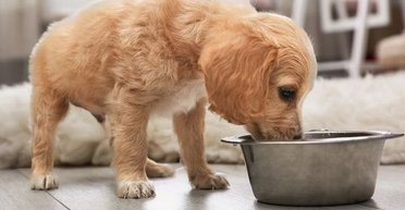 Як правильно вибрати сухий корм для цуценяти