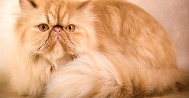 Природа відпочила: топ-3 найнепривабливіших порід кішок (фото)