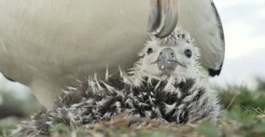 Умилительный момент: ученые показали, как альбатрос чистит птенца гигантским клювом (видео)
