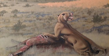 Охотилась на носорогов и верблюдов. Ученые нашли новый гигантский вид саблезубых кошек