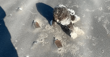 Щось у піску: чоловік випадково натрапив на скарб контрабандистів (фото)