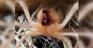 Волаючі 15-сантиметрові павуки: їх боялися американські солдати під час війни в Іраку (відео)