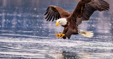 Разгадана тайна убийства белоголового орлана: подозреваемым считают крохотного птенца