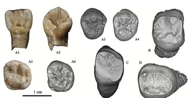 У Китаї знайдено невідомий вид людини: у неї незвичайні фізичні особливості