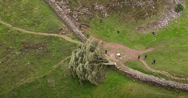 Британці спробують "відродити" 200-річне дерево, яке зрізав вандал із бензопилою