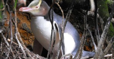 Один из самых редких пингвинов в мире удивил ученых: это позволит спасти вымирающих птиц