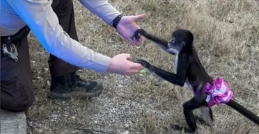 "Чекала допомоги": чоловік знайшов на узбіччі шосе мавпу в рожевій спідниці (фото)