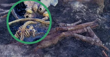 На службе Римской республики: археологи раскопали уникальное захоронение фракийского всадника