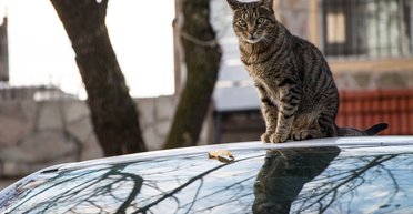 Пушистый автостопер: кот преодолел почти 160 километров на крыше машины владелицы (видео)