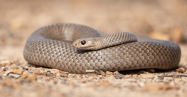 Непроханий гість: австралійка знайшла отруйну змію в ящику з одягом 3-річного сина (відео)