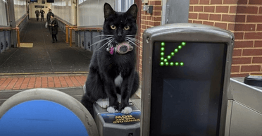 Кішка "сіла" в поїзд і проїхала 28 кілометрів до іншого міста: як її знайшли (відео)