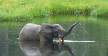 В Африке найдены 10 000 ранее потерянных слонов: вид все еще находится на грани вымирания