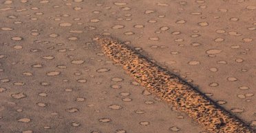 Растения самоорганизуются в "скрытом порядке": ученые сделали неожиданное открытие