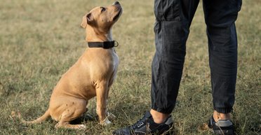Полиция пыталась найти пропавшую женщину: в этом копам помогла ее собака (видео)