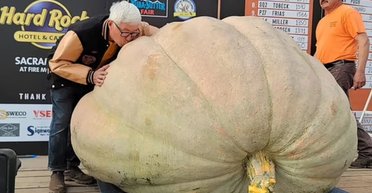 Прозвали "Мама": огромная тыква могла принести фермеру мировую славу (видео)