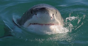 Біжать, підібгавши хвости: названо хижака, який лякає великих білих акул, і це зовсім не косатка (відео)