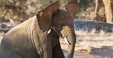 Слони мають найбільші вуха на Землі: насправді вони потрібні не для кращого слуху (фото)