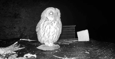 Сова щоночі прилітає до будинку чоловіка, який врятував її від голодної смерті (фото)