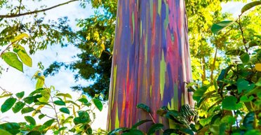 В мире есть лишь одно дерево, похожее на радугу: как оно появилось на Земле (фото)