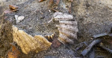 Находка поразила археологов: ученые обнаружили странное захоронение эпохи викингов (фото)