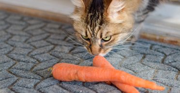 Корисна чи небезпечна веганська їжа для котів: учені дали відповідь на нове дослідження