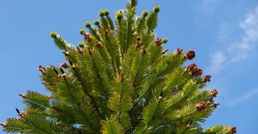 Сбой в системе: найден один аромат, который делает людей счастливыми