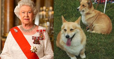 Даже корги Елизаветы II: скандал с Эпштейном задел собак покойной королевы
