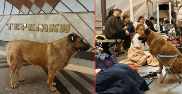 Українці виборюють право для собаки Міші ходити в укриття: у метрополітені відреагували (фото)