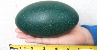 Целое и невредимое. Ученые обнаружили яйцо давно вымершего карликового эму