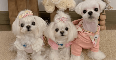 Живуть як зірки: жінка витратила мільйони на гардероб для собак (фото)