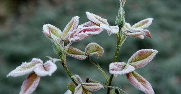 Синоптики прогнозируют заморозки: в каких регионах Украины ожидается похолодание