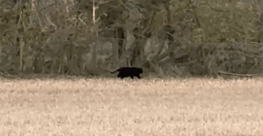 "Міфічний" хижак: чоловік зіткнувся із загадковою чорною істотою в полі (фото)