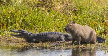 Самые дружелюбные животные в мире: почему крокодилы не нападают на капибар (видео)